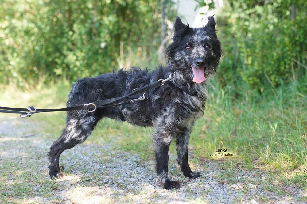 Lenke
